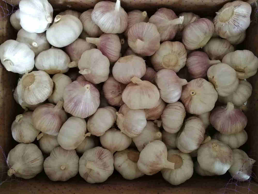 Chinese Shandong Fresh Garlic Company Manufacturers Wholesales Garlic Price