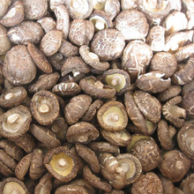 Shiitake