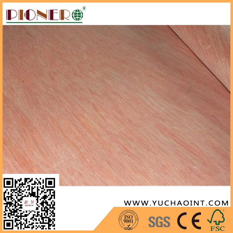 Bintangor Veneer with Good Quality