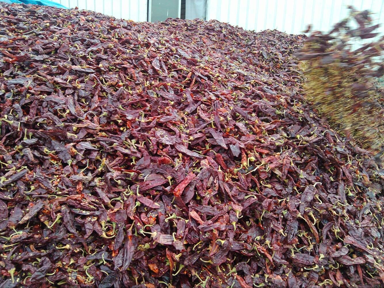 Colorant Sun Dried Red Chili Paprika Pods 