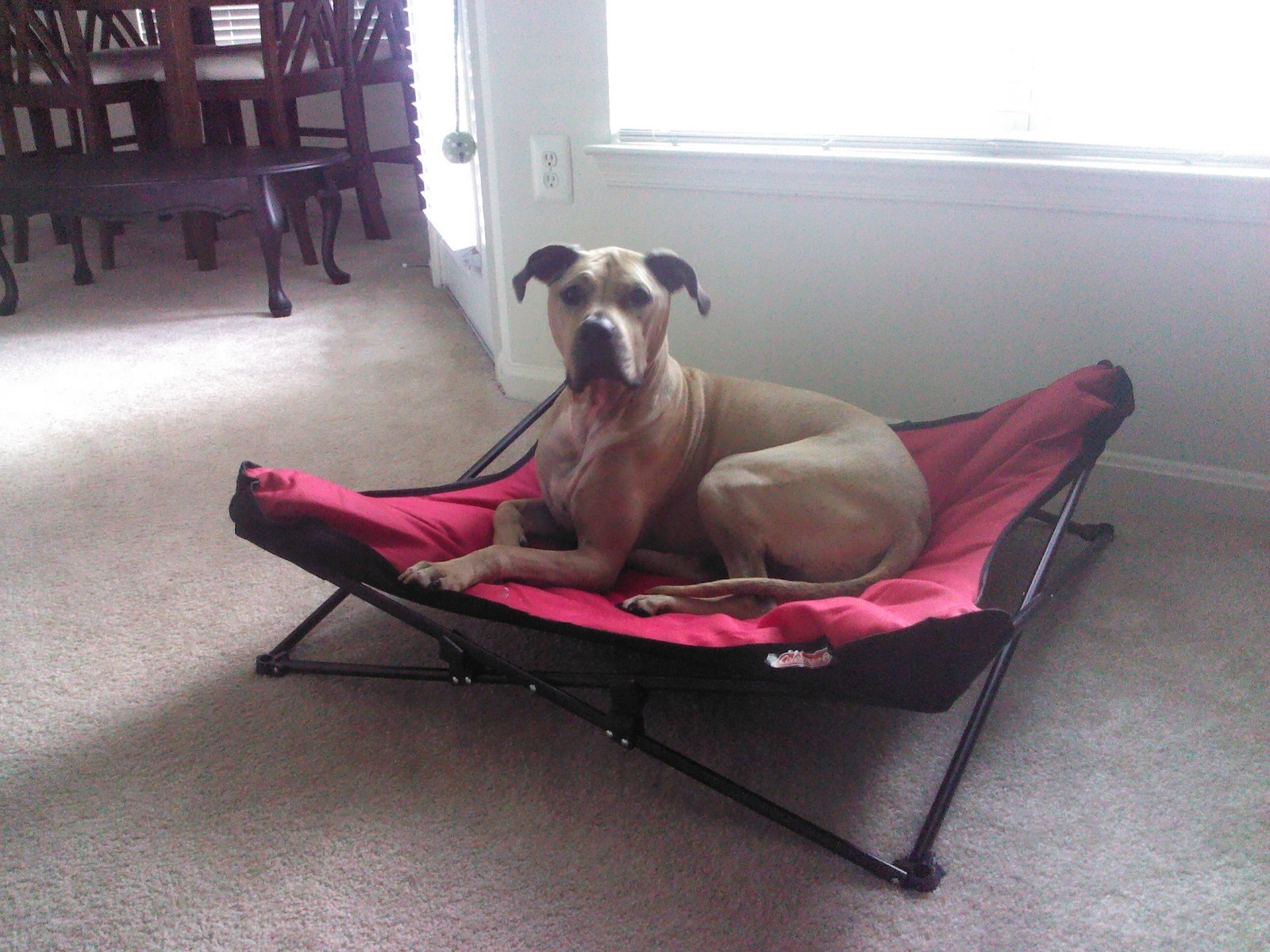 Metal Pet Bed Bone Lounger Dog Camping Bed