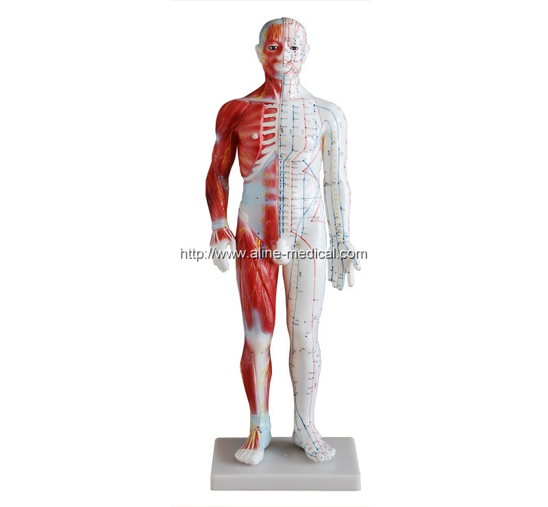 Acupuncture & Muscle Model 60CM Male