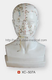 Life-Size Head Acupuncture Model