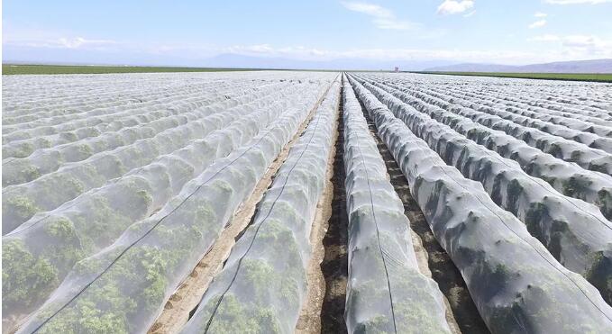 Beneficios de la malla de sombreo a prueba de agua en el crecimiento agrícola