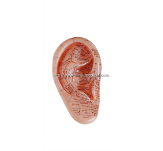 Massage Ear Model 12CM