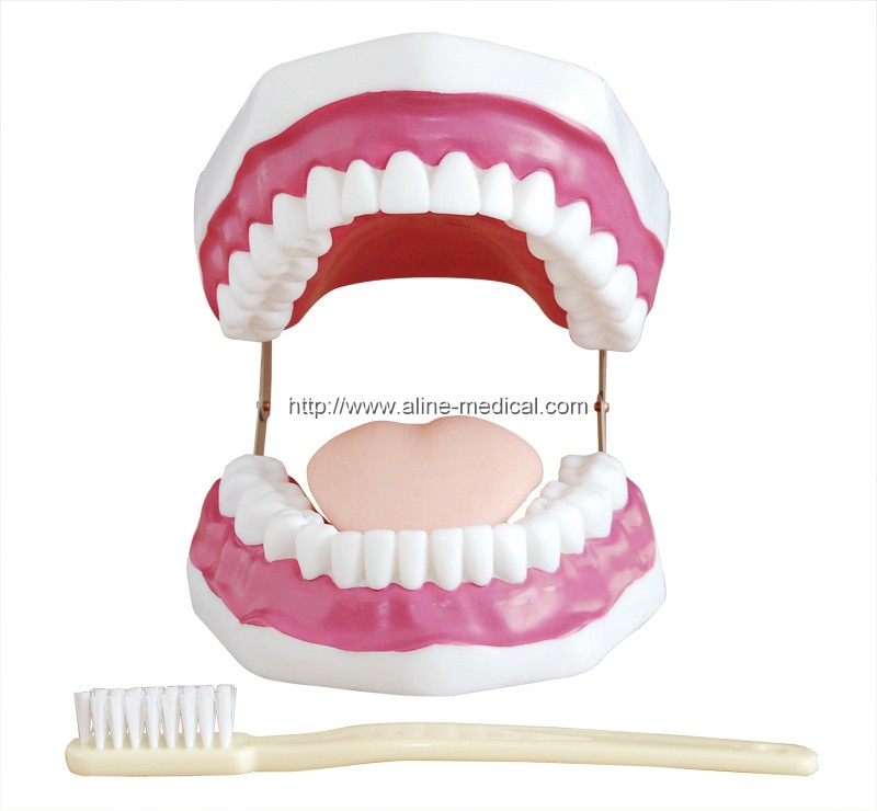 Dental Care Model (28 Teeth)