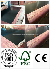 Top Quality Black Film Faced Plywood