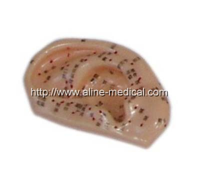 Ear Acupuncture Model 1:1