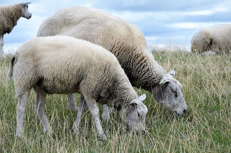 sheep-3620774_640.jpg