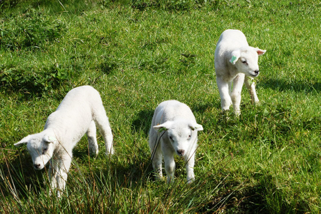 lambs-4103900_960_720.jpg