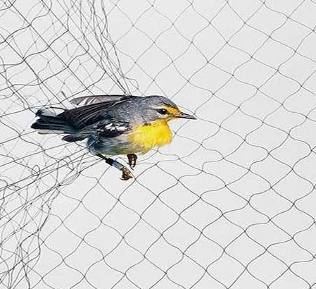 Algunas formas de prevenir las aves fuera de la red para pájaros