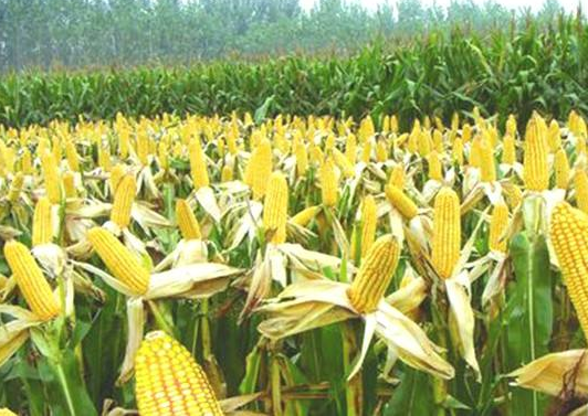 Argentina corn area to reach second consecutive record