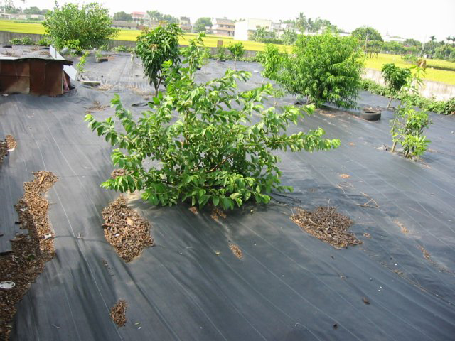 Herbicida negro para horticultura