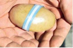 Sidus introduces first transgenic potato in Argentina