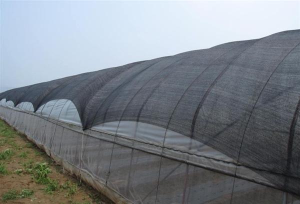 Shade Net en The Greenhouse puede sombrear y resistir frío