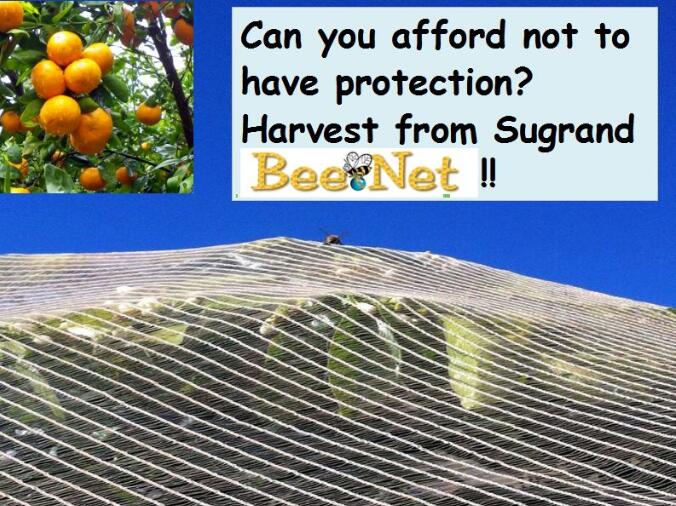 Seedless Orange Harvest de Sugrand Bee Netting