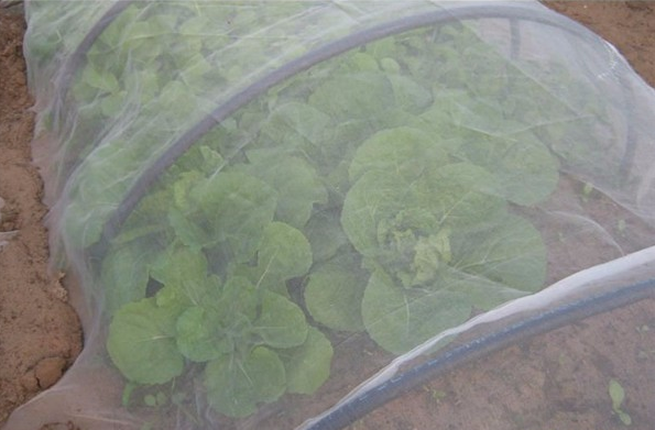 Las redes a prueba de insectos aíslan las plagas de las verduras y frutas