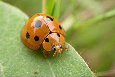China’s insecticide production experienced substantial increase in May