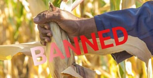 anzania: Shock as government bans GMO trials