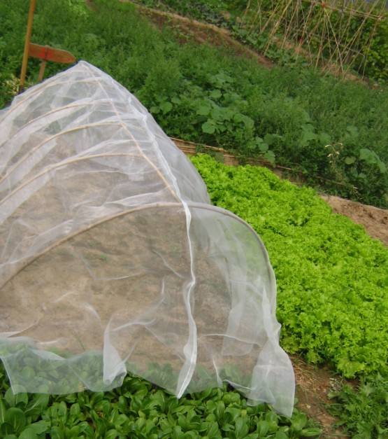 ¿Cuánto sabes sobre el uso de la red de insectos?