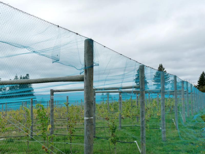 La red antipájaros puede proteger el huerto de frutas