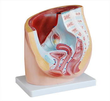 Human Female Pelvis Section (1 part 2 Parts) Model: Xc-332A Xc-332b-1