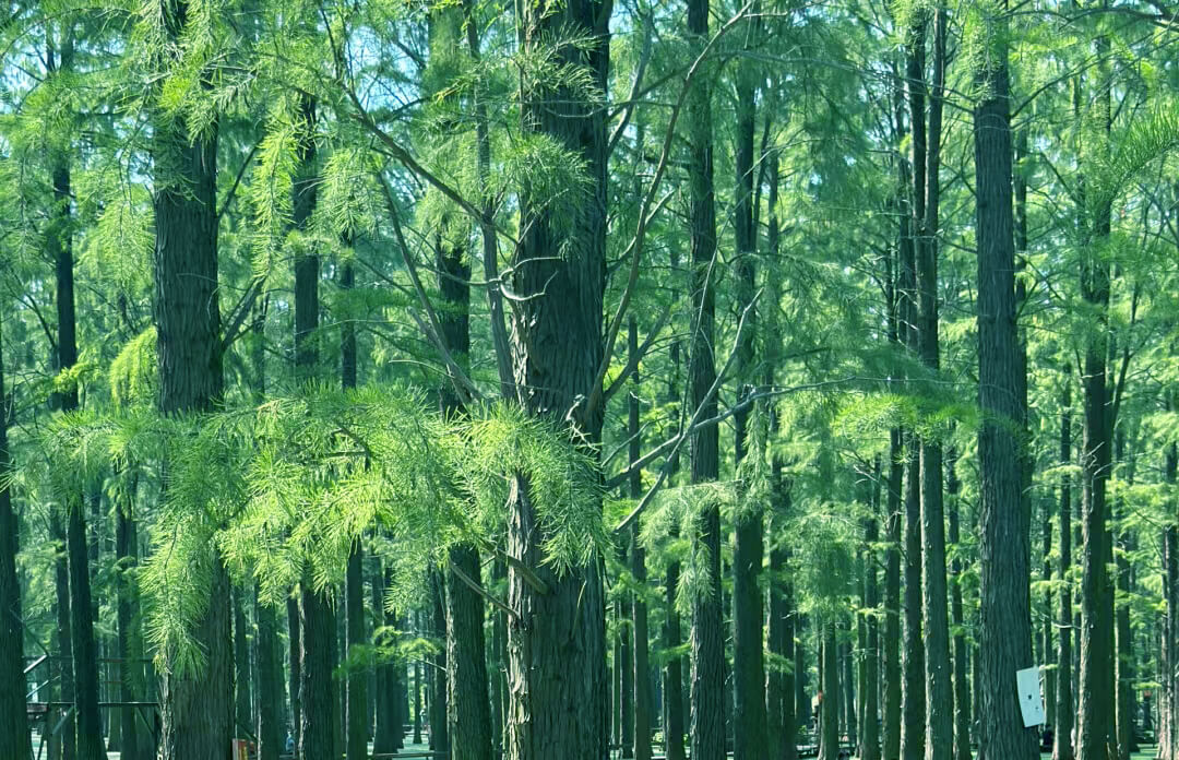 M&eacute;langeur vert
