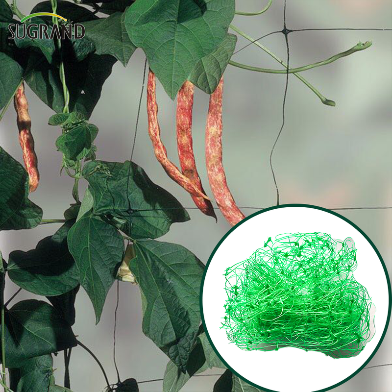 HDPE Protección de la planta Neta Soporte de plantas Netas Enrejado de escalada Neta