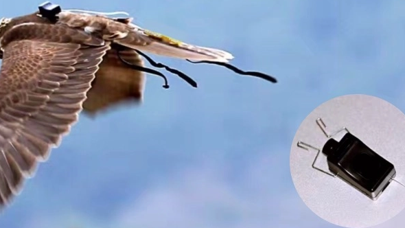 YIM's Efficient Micro Solar Cells: The Future of Bird Tracking YIM 的高效微型太阳能电池:鸟类追踪的未来