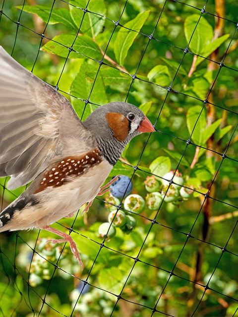 Red para pájaros