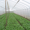 Venta al por mayor barata de alta calidad de la agricultura de invernadero anti insectos