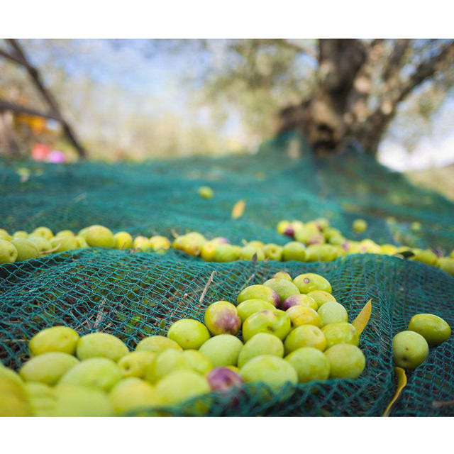 HDPE 95gsm balck color olive net/Harvesting net