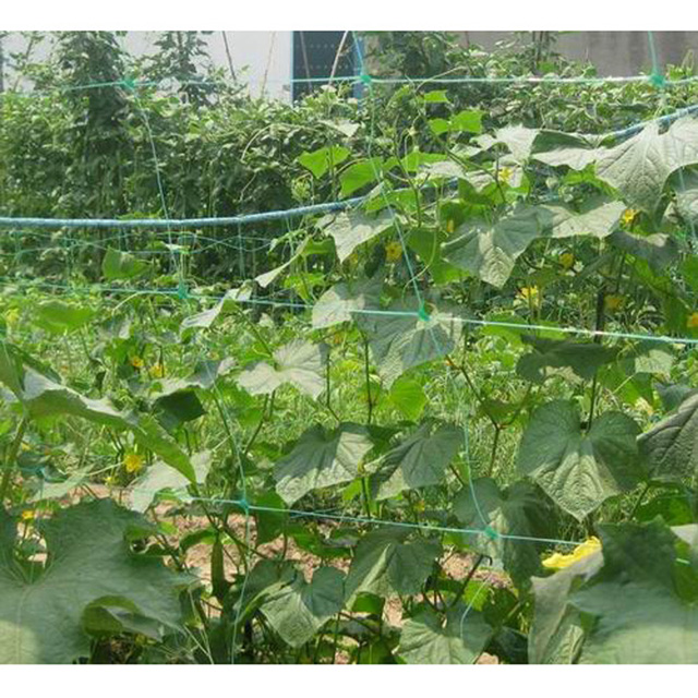HDPE/PP 30gsm green color planting net/plant support net