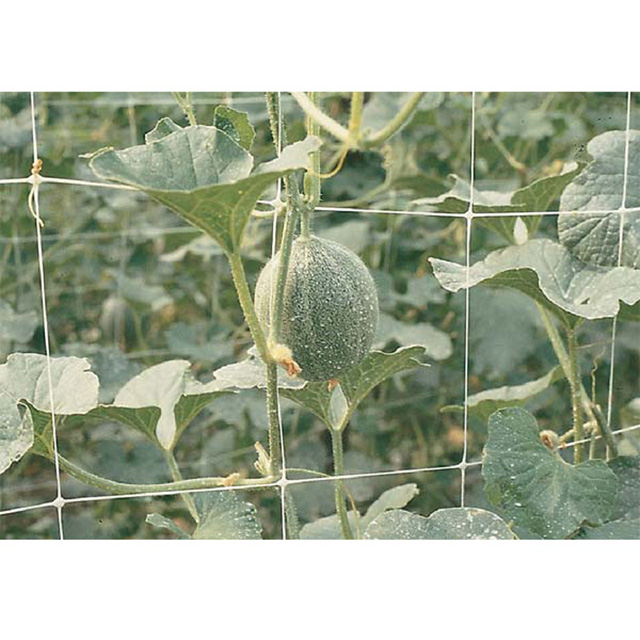 HDPE/PP 10gsm white color planting net/plant support net