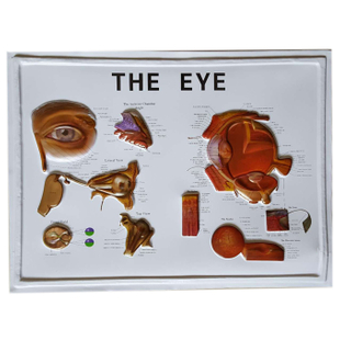 3D Eyeball anatomy