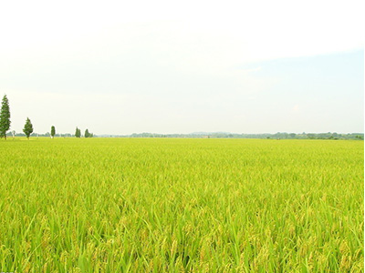 Indian Promotes Organic Rice Farming